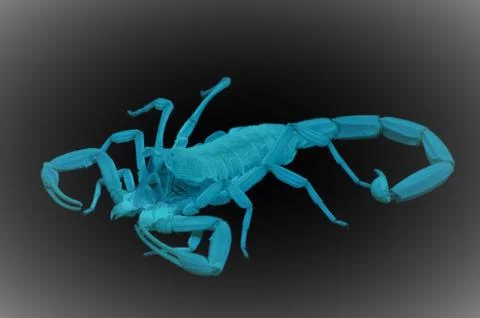 Exoskeleton of a scorpion (under blacklight) Stock Photos