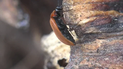 Exosoma lusitanicum or Daffodil leaf beetle of skeletonizing leaf beetles Stock Footage