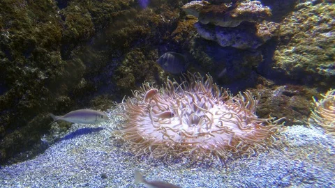 Exotic actinia in the aquarium Stock Footage 75596815