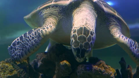 Exotic animals: big turtle eating on coral reef Stock Footage 203193321
