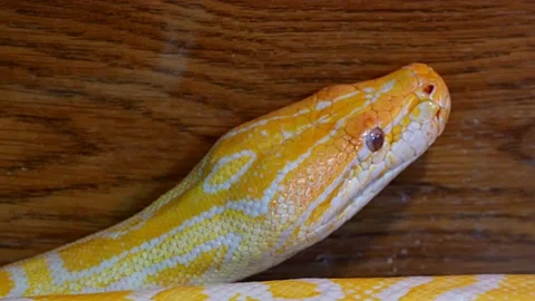 Exotic animals: yellow python moving along the wall 스톡 동영상 153743385