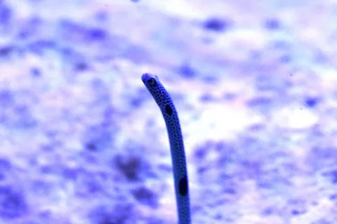 Exotic aquarium fish Photos