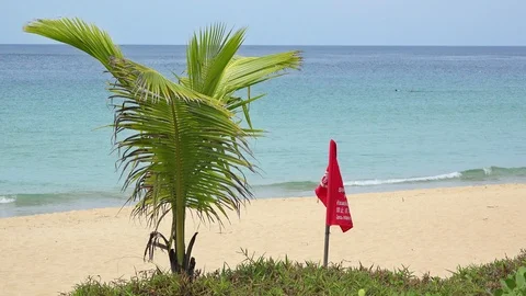 Exotic beach with palm tree and red flag warning water waves dangerous currents 스톡 동영상 86889099