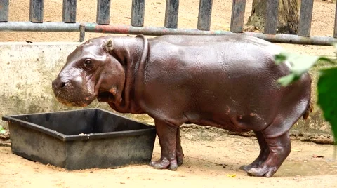 Exotic behemoth overall plan. Stock Footage 63045639