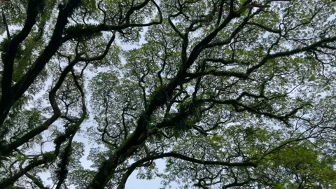 Exotic Big tree is Samanea saman Stock Footage 230935615