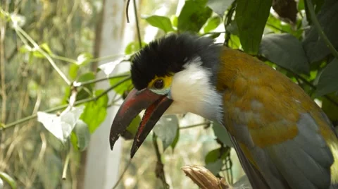 Exotic Bird #1 Vidéo 48861130