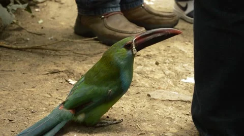 Exotic Bird #2 Vidéo 48858726