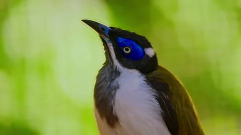 Exotic bird with blue spot. Close up Stock Footage 311761360