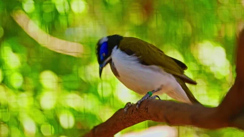 Exotic bird with blue spot Stock Footage 311761404
