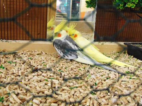 Exotic bird in a cage Fotos Stock