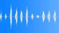 Exotic bird call loop 0001Sound Effect