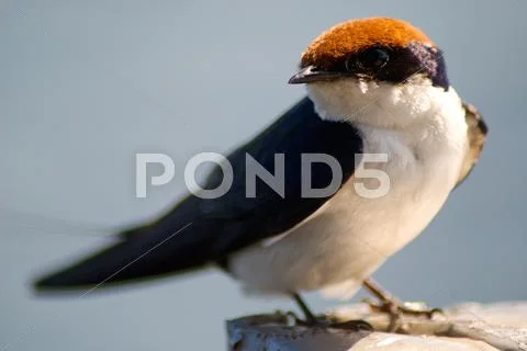 Exotic Bird from Chobe National Park Stock Photos