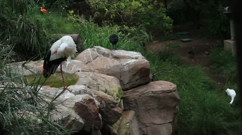 Exotic Bird Enclosure Stock Footage 48633995