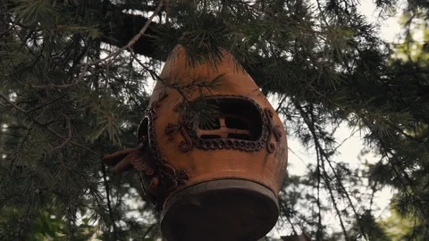 Exotic bird feeder hanging on a tree. Stock-Footage 107855439