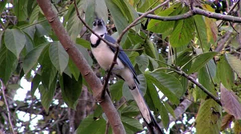 Exotic bird Vidéo 8838879