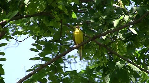 Exotic bird Stock Footage 11397683