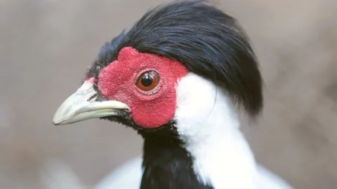 Exotic Bird Stock Footage 159513397