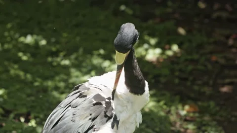 Exotic Bird Stock Footage 170732418