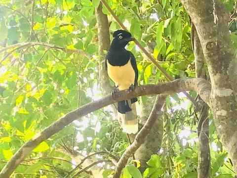Exotic bird in forest tree Фото