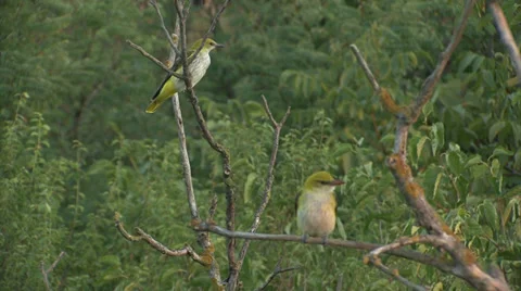 Exotic bird Golden oriole perched on tree branch. Video stock 36047553