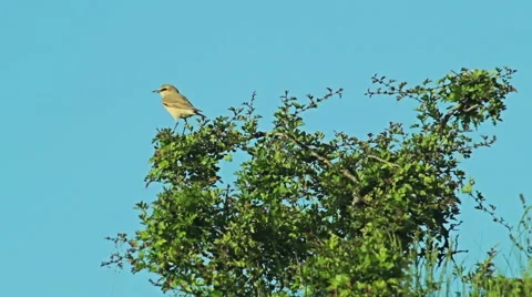 Exotic Bird Isabelline Wheatear perching on the bush branch. Blue sky background Stock Footage 45045147