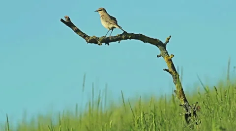 Exotic Bird Isabelline Wheatear perching on the bush branch. Blue sky background Vídeos de archivo 45045279
