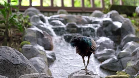Exotic Bird Jumping in the River Nature Park Footage 4K Vídeos de archivo 336648612
