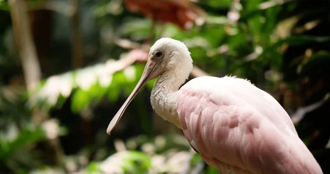 Exotic Bird in a Jungle Stock Footage 95055827