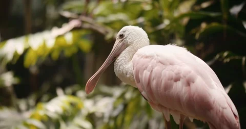 Exotic Bird in a Jungle Видео 95055923