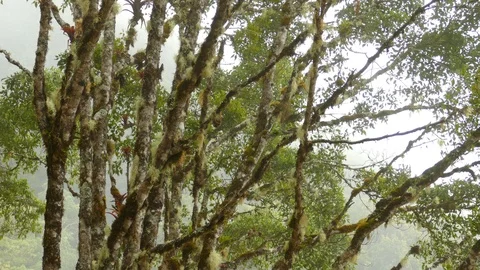 Exotic bird moving on densely covered mossy tree in Costa Rica Stock Footage 126809544