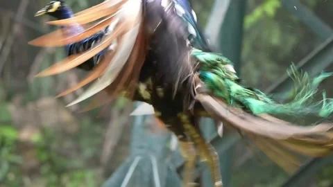 Exotic Bird Moving Through Green Park Wildlife Footage 4K Stock Footage 336246839