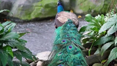 Exotic Bird Moving Through Green Park Wildlife Footage 4K Vídeos de archivo 336296678