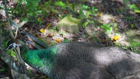 Exotic Bird Moving Through Green Park Wildlife Footage 4K Stock Footage 336716931