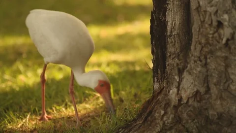 Exotic Bird Pecking at Grass HD Video Stock Footage 89841242