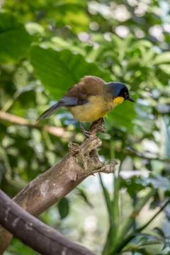 Exotic Bird Perched in a Tree Foto stock