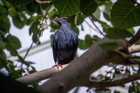 Exotic Bird Perched in a Tree Foto stock