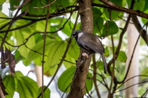 Exotic Bird Perched in a Tree Foto stock