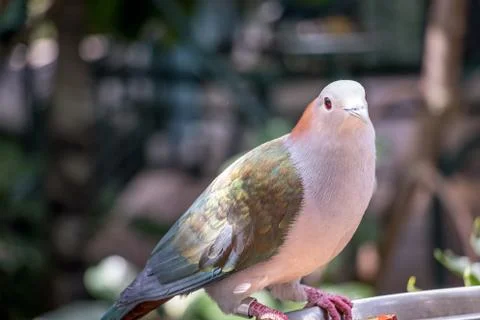 Exotic Bird Perched in a Tree Foto stock