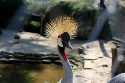 Exotic bird Stock Photos