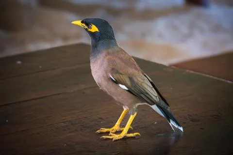 Exotic bird Stock Photos