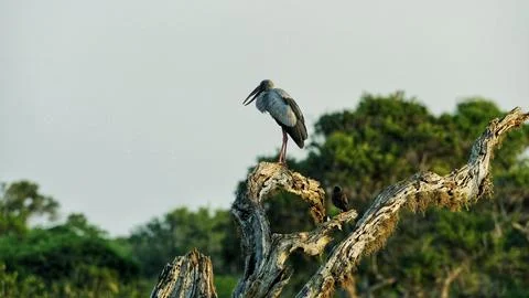 An exotic bird stands on a fallen tree Stock Photos