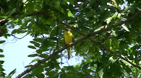 Exotic bird on a tree Video stock 11410079