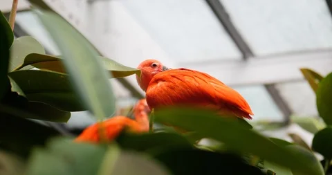 Exotic Bird in a Tree Stock Footage 95055569