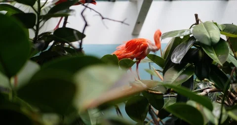 Exotic Bird in a Tree Stock Footage 95055763