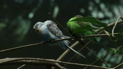 Exotic birds 2 Stock Footage 879126