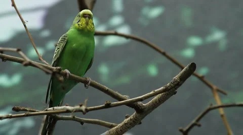 Exotic birds 3 Stock Footage 879124