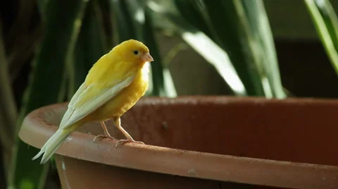 Exotic birds 4 Stock Footage 879116