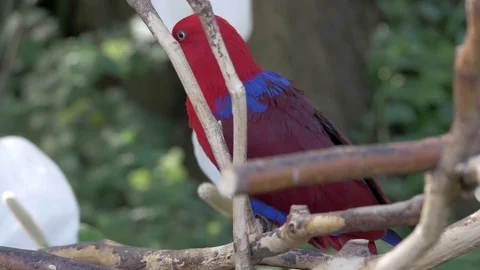Exotic birds Eclectus Parrot 库存影片 85077147