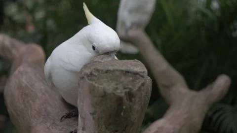 EXOTIC BIRDS Stock Footage 314084058