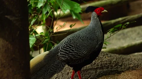 Exotic birds, the overall plan. Stock Footage 63047993